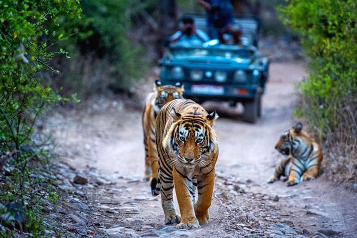Home 26 Golden Triangle Tour with Ranthambore