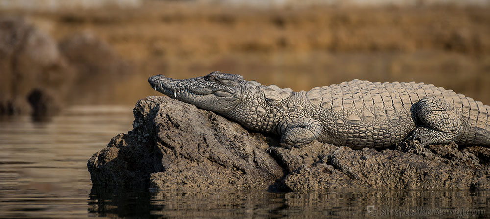 Chambal Safari Tour 1 Chambal Safari Tour Package